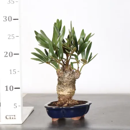 image supplémentaire - ZAMIA 1-1