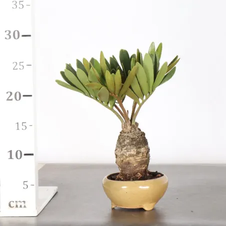 image supplémentaire - ZAMIA 1-2