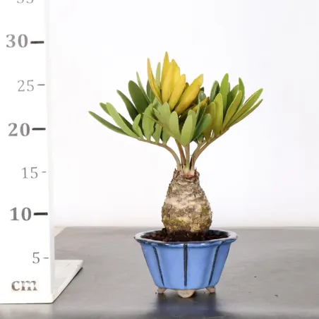 image supplémentaire - ZAMIA 1-3