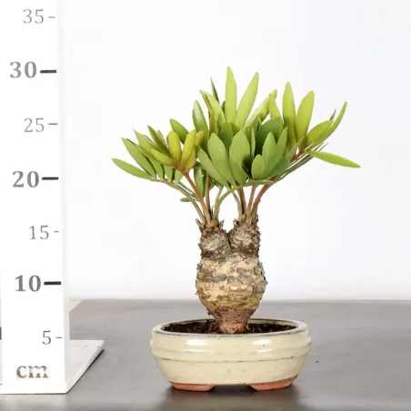 image supplémentaire - ZAMIA 1-4