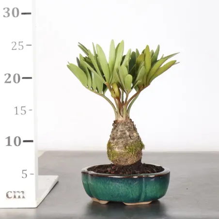 image supplémentaire - ZAMIA 1-6