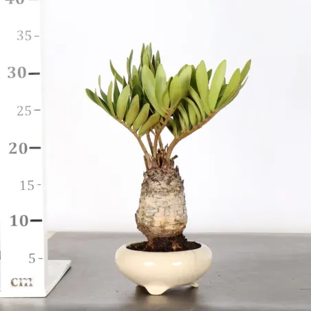 image supplémentaire - ZAMIA 1-7