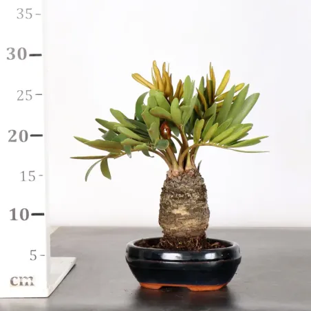image supplémentaire - ZAMIA 1-8