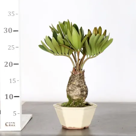 image supplémentaire - ZAMIA 1-9