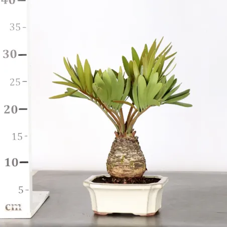 image supplémentaire - ZAMIA 1-10