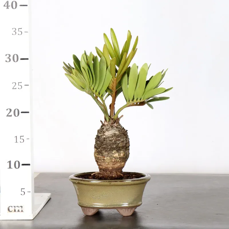 image supplémentaire - ZAMIA 1-11