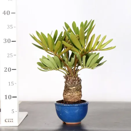 image supplémentaire - ZAMIA 1-12