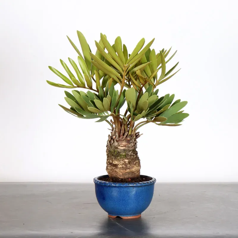 ZAMIA 1-12