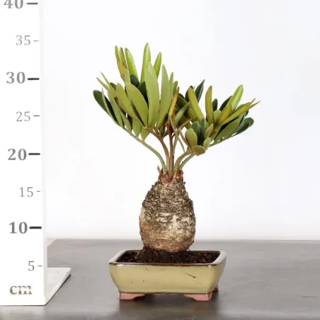 image supplémentaire - ZAMIA 1-13