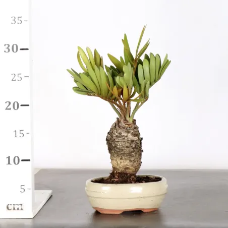 image supplémentaire - ZAMIA 1-14