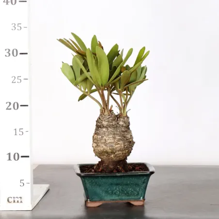 image supplémentaire - ZAMIA 1-15