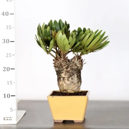 image supplémentaire - ZAMIA 1-16