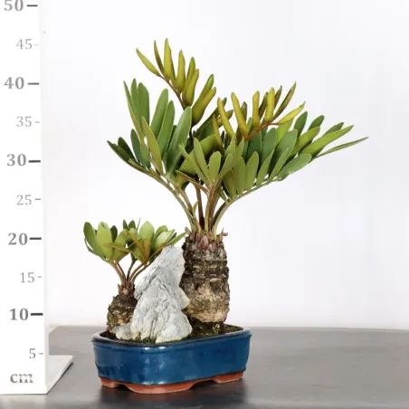 image supplémentaire - ZAMIA 1-17