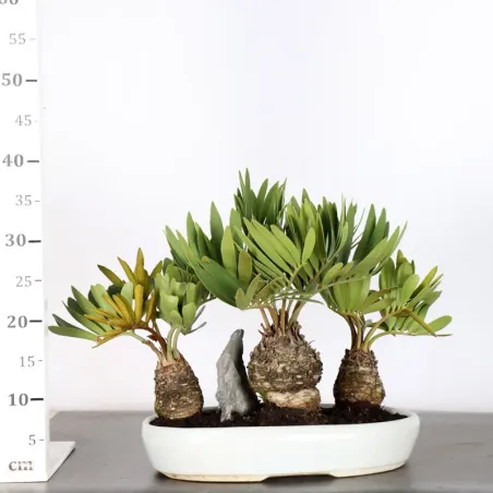 image supplémentaire - ZAMIA 1-18