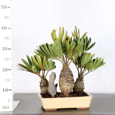 image supplémentaire - ZAMIA 1-19