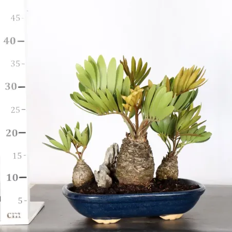 image supplémentaire - ZAMIA 1-20