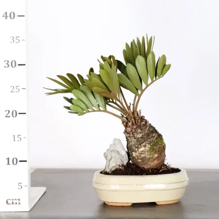 image supplémentaire - ZAMIA 2-1