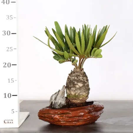 image supplémentaire - ZAMIA 2-2