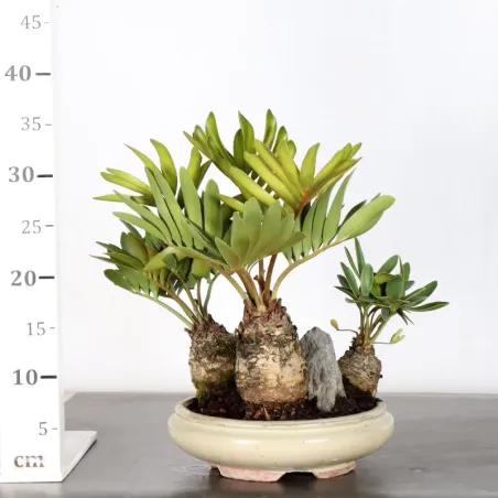 image supplémentaire - ZAMIA 2-3