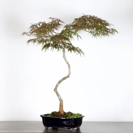 BONSAI ACER DISSECTUM "RED GARNET" 1-4