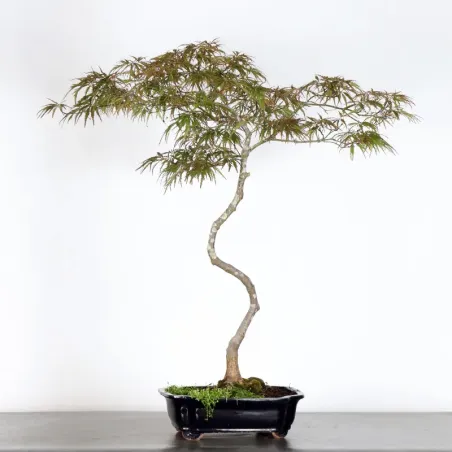 image supplémentaire - ÉRABLE DU JAPON "ACER...