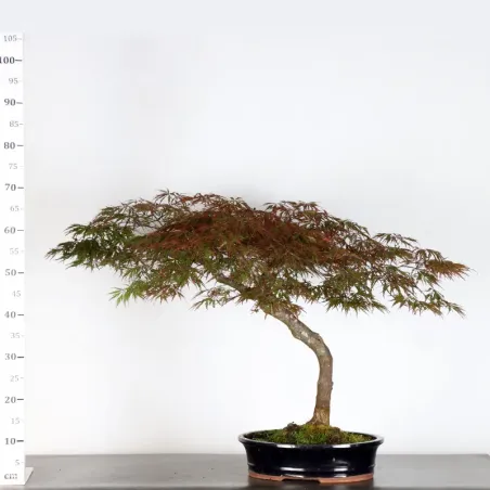 image supplémentaire - ACER DISSECTUM "RED GARNET"...