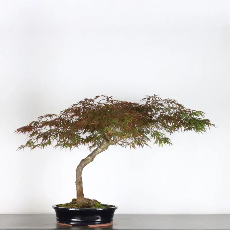ÉRABLE DU JAPON "ACER DISSECTUM RED GARNET" 1-11