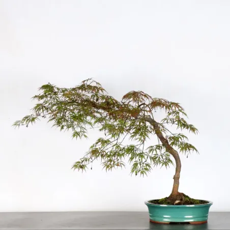 ÉRABLE DU JAPON "ACER DISSECTUM RED GARNET" 1-10