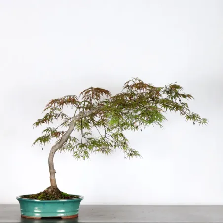 image supplémentaire - ACER DISSECTUM "RED GARNET"...