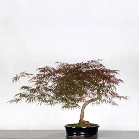 image supplémentaire - ACER DISSECTUM "RED GARNET"...