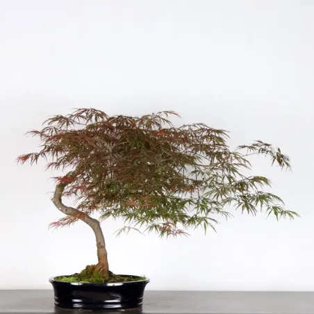 ACER DISSECTUM "RED GARNET" 2-3