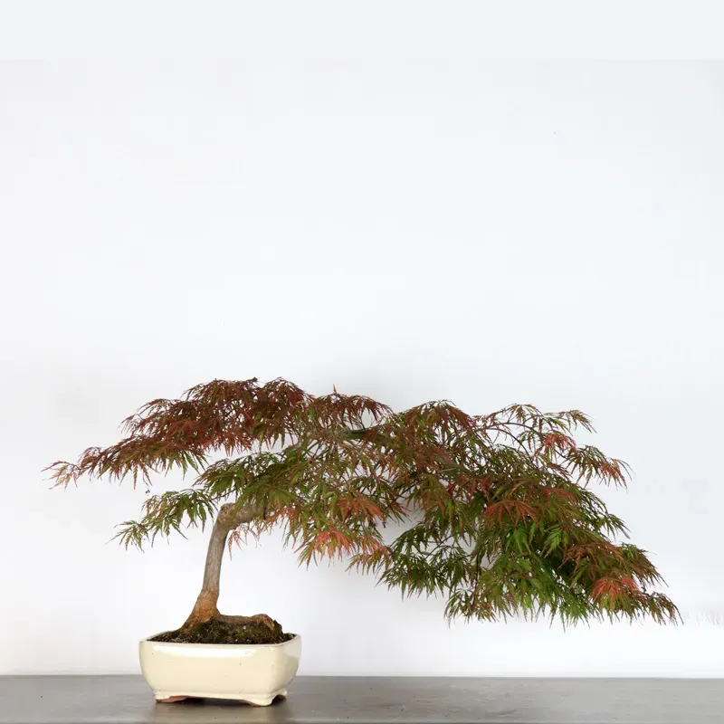 image supplémentaire - ÉRABLE DU JAPON "ACER...