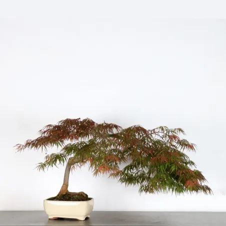 image supplémentaire - ÉRABLE DU JAPON "ACER...