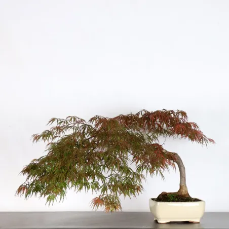 ACER DISSECTUM "RED GARNET" 2-2