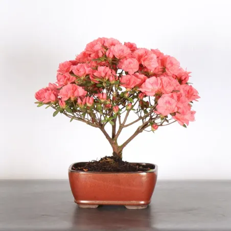 JAPANESE AZALEA 1-2