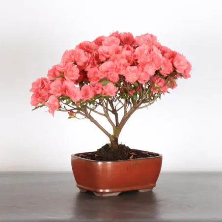 image supplémentaire - JAPANESE AZALEA 1-2