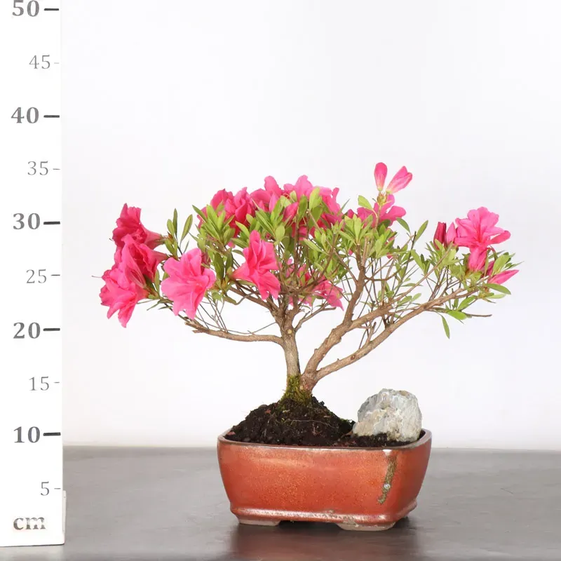 image supplémentaire - BONSAI AZALEE JAPONAISE...