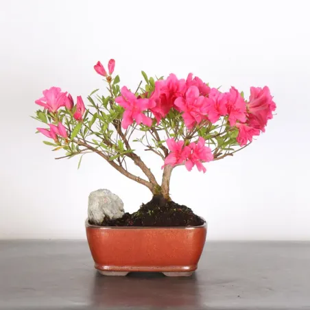 BONSAI AZALEE JAPONAISE 1-13 (Pot légèrement fissuré)
