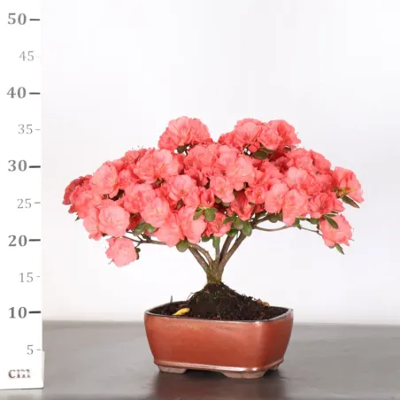 image supplémentaire - BONSAI AZALÉE JAPONAISE 2-10