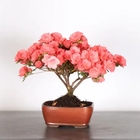BONSAI AZALÉE JAPONAISE 2-10
