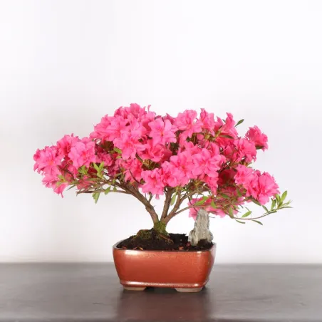 BONSAI AZALÉE JAPONAISE 2-12
