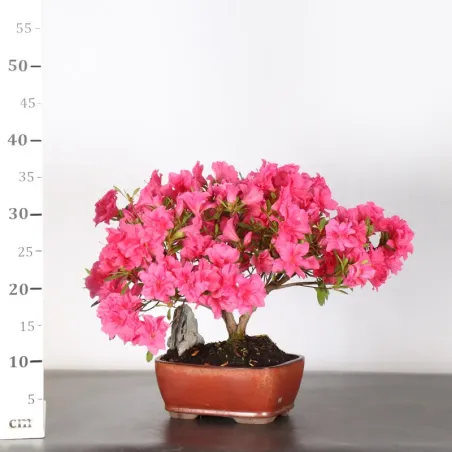 image supplémentaire - BONSAI AZALÉE JAPONAISE 2-12