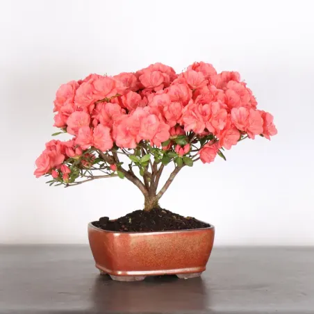 BONSAI AZALÉE JAPONAISE 2-13