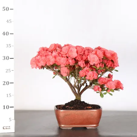 image supplémentaire - BONSAI AZALÉE JAPONAISE 2-13