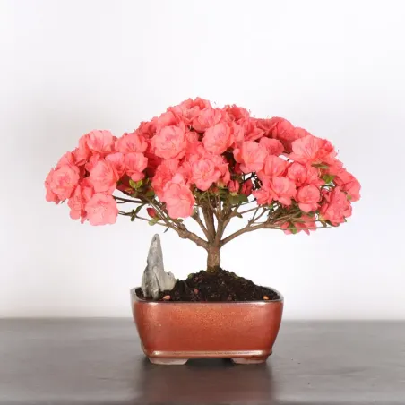 Bonsai Azalée