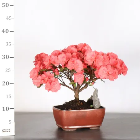 image supplémentaire - BONSAI AZALÉE JAPONAISE 2-6