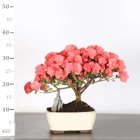 image supplémentaire - JAPANESE AZALEA 2-8