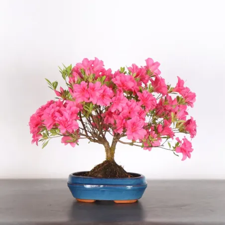 Bonsai Azalée