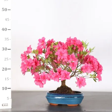 image supplémentaire - AZALÉE JAPONAISE "AZALEA" 3-3