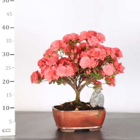 image supplémentaire - BONSAI JAPANESE AZALEA 3-5